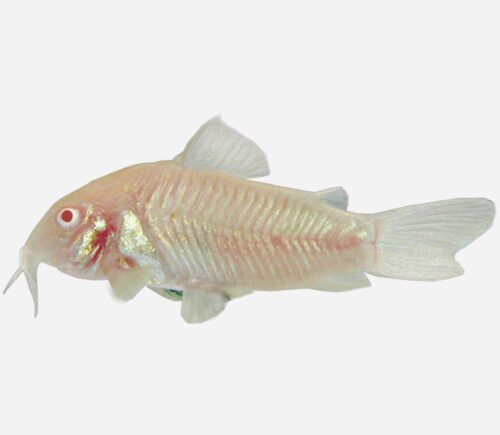 Coridora bronce  Albina