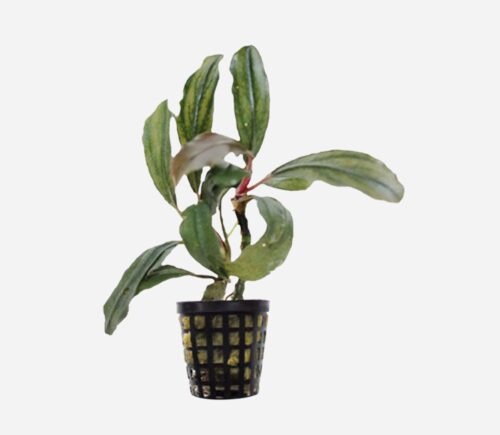 Bucephalandra theia