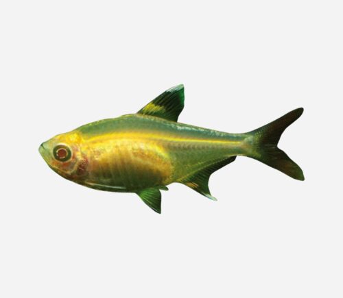 Pristella Albina