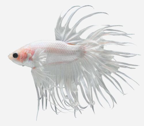 Betta Corona Surtido 💎HQF💎 (macho)