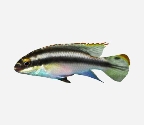 Kribensis